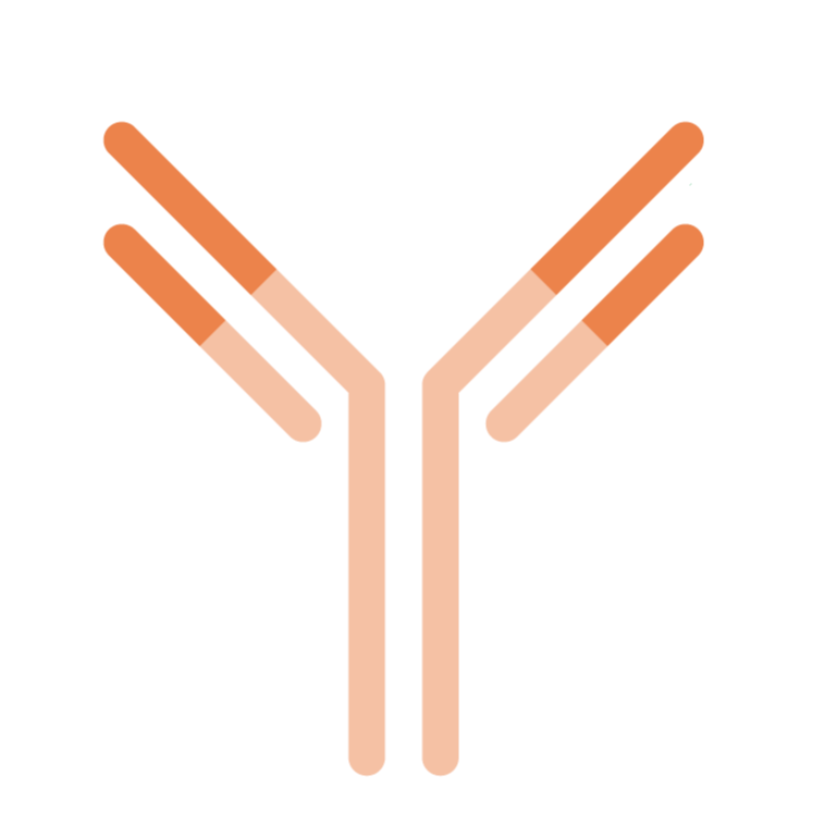 Antibodies